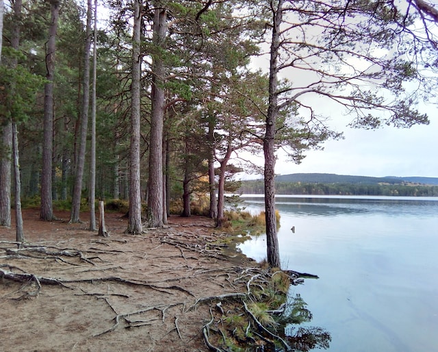 Nethy Bridge Accommodation - Hospitality Property Sales and Rentals