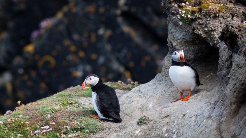Puffins on Shetland Ronas Hill